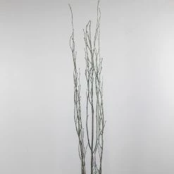 Richland Sparkle Natural Birch Tree Branches 34-44in
