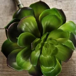 Richland Christmas Echeveria Succulent 8in