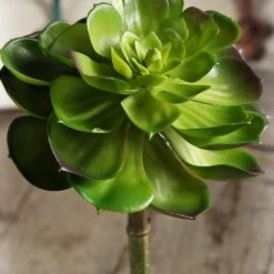 Richland Christmas Echeveria Succulent 8in