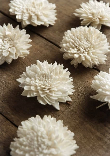 Richland Sola Flowers Zinnia 1.5in Pack Of 12 1 Richland Sola Flowers Zinnia 1.5in Pack Of 12