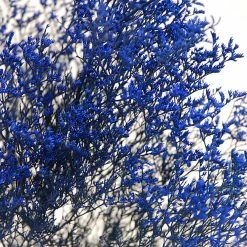 Richland Seasonal Parties Preserved Dyed Caspia 8 Oz.Cobalt Blue