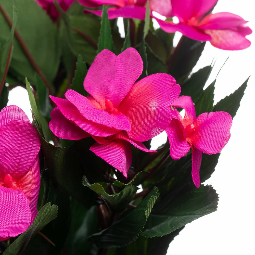 Richland Valentine's Day Fuchsia Impatiens Flowers 2 Richland Valentine's Day Fuchsia Impatiens Flowers