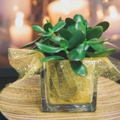 Richland Square Glass Cube Vase 4" Weddings