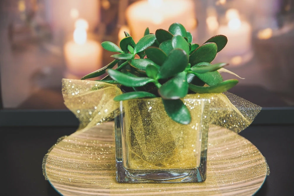 Richland Square Glass Cube Vase Set Of 36 (4"/5"/6") 3 Richland Square Glass Cube Vase Set Of 36 (4"/5"/6")