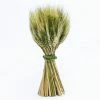 Seasonal Parties Richland Preserved Stand Up Wheat Bundle Set Of 16