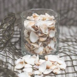 Richland Seashell Vase Filler Set Of 12