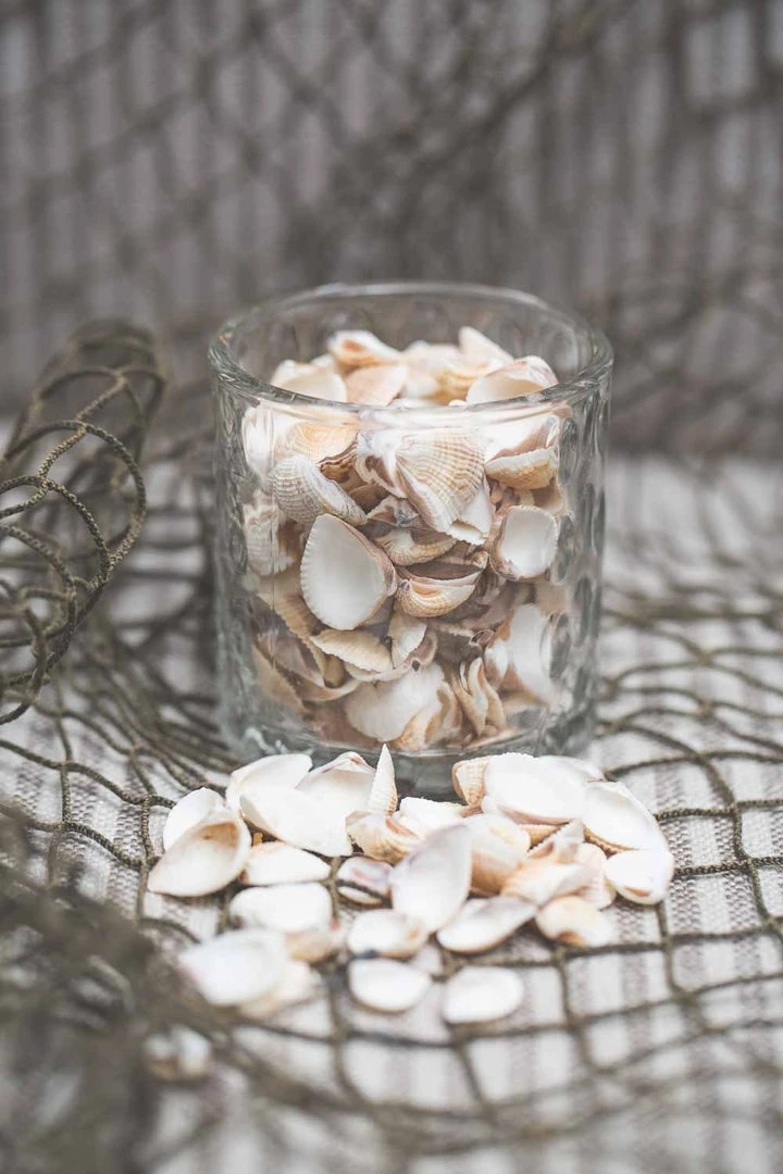 Richland Seashell Vase Filler Set Of 12 2 Richland Seashell Vase Filler Set Of 12