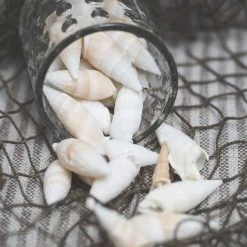 Richland Conch Vase Filler Set Of 24