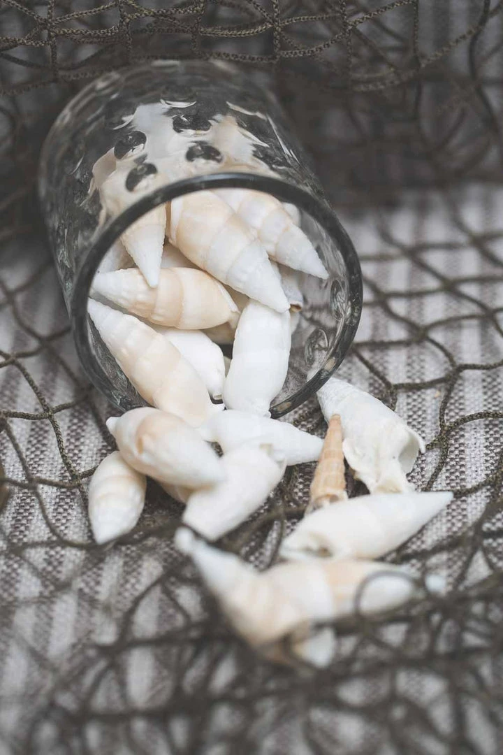 Richland Conch Vase Filler Set Of 24 2 Richland Conch Vase Filler Set Of 24