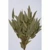 Richland Eucalyptus Willow Preserved Bundle