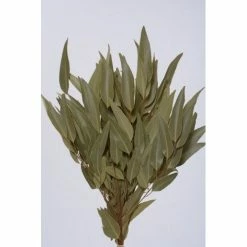 Richland Eucalyptus Willow Preserved Bundle