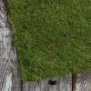 Richland Christmas Preserved Natural Moss Roll Sheeting 14x48
