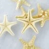 Richland Armored Starfish 4-5in (Pack Of 7)