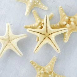 Richland Armored Starfish 4-5in (Pack Of 7)