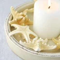 Richland Armored Starfish 4-5in (Pack Of 7)