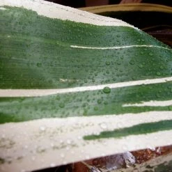 Richland Variegated Aspidistra Leaf 4" Ribbon Green & Cream 50 Yards Shop By Event