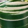 Richland Variegated Aspidistra Leaf 4" Ribbon Green & Cream 50 Yards Shop By Event