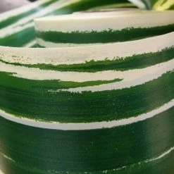 Richland Variegated Aspidistra Leaf 4" Ribbon Green & Cream 50 Yards Shop By Event