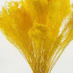 Richland Yellow Gyp Baby's Breath 18in