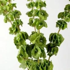 Richland Silk Bells Of Ireland 5 Stems 21in