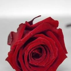 Richland Preserved Roses 1in Burgundy Red (15 Roses) Seasonal Parties