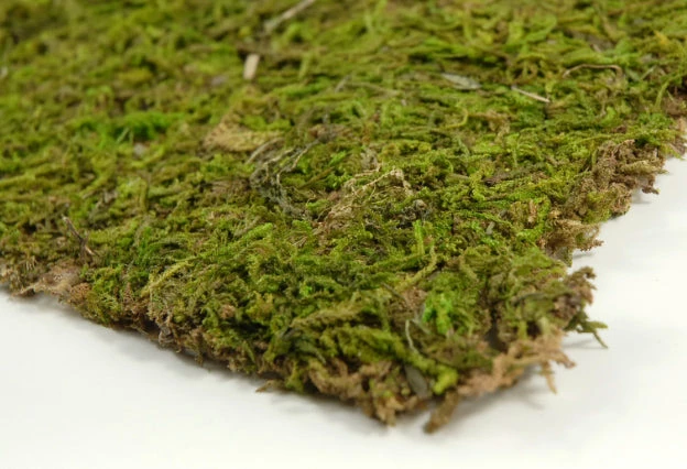 Richland Christmas Preserved Natural Moss 18" X 16" Roll 2 Richland Christmas Preserved Natural Moss 18" X 16" Roll