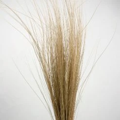 Richland Natural Bright Tall Grass Preserved 35-40 Inch