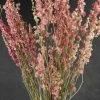 Richland Valentine's Day Pink Dried Larkspur Flowers 15 Stems