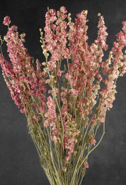 Richland Valentine's Day Pink Dried Larkspur Flowers 15 Stems 1 Richland Valentine's Day Pink Dried Larkspur Flowers 15 Stems