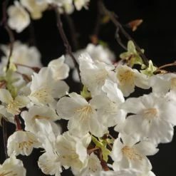 Richland Hanging Cherry Blossom Branch White Silk Artificial 58"