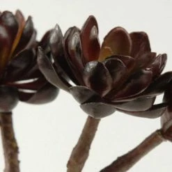 Richland Hen & Chicks Burgundy Stem 10" Natural Touch