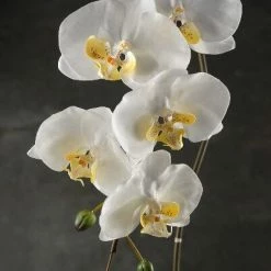 Richland 36" Large Phalaenopsis Orchid Spray With 5 Flowers And 3 Buds Cream White Fall
