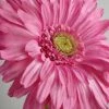 Save-On-Crafts Spray Gerbera Daisy Mauve 29in Easter