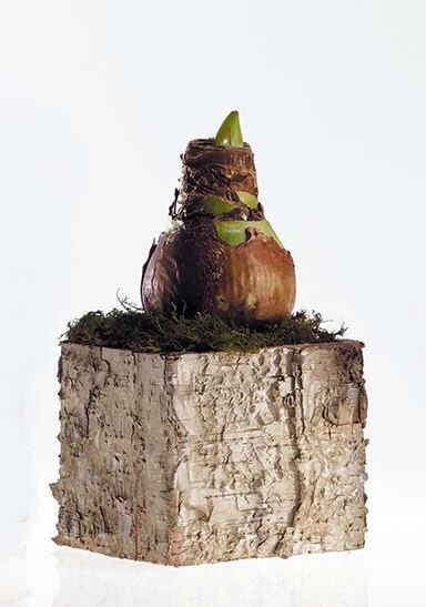 Save-On-Crafts Pots & Planters Birch Square Pot 5.5" Light White 1 Save-On-Crafts Pots & Planters Birch Square Pot 5.5" Light White