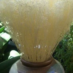 Richland Blooming Baby's Breath Bleached 3oz