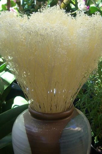 Richland Blooming Baby's Breath Bleached 3oz 1 Richland Blooming Baby's Breath Bleached 3oz