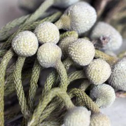 Richland Natural Brunia Berries Silver 4oz Bunch