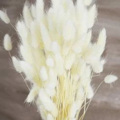 Richland Italian Bleached Bunny Tails Ornamental Grass Bundle Seasonal Parties