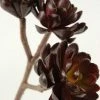 Richland Hen & Chicks Burgundy Stem 10" Natural Touch