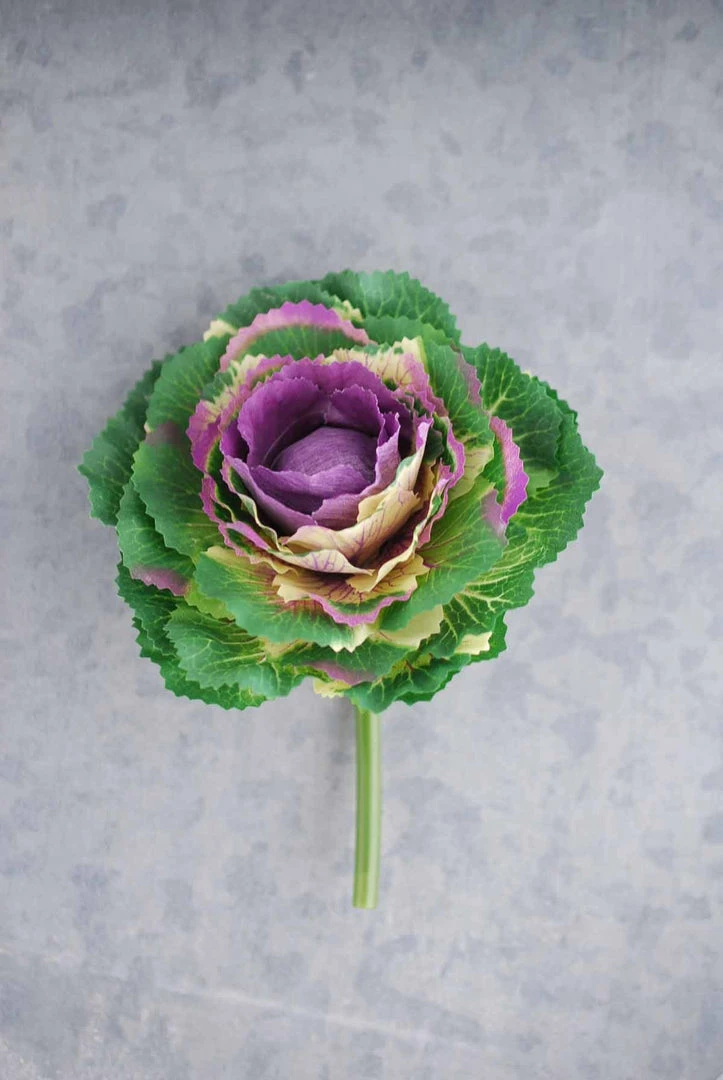 Richland Cabbage Pick Purple 4x5 1 Richland Cabbage Pick Purple 4x5