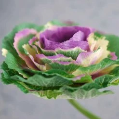 Richland Cabbage Pick Purple 4x5
