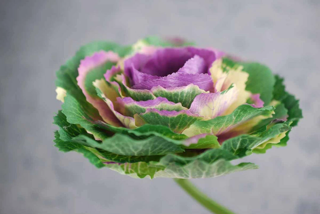 Richland Cabbage Pick Purple 4x5 2 Richland Cabbage Pick Purple 4x5