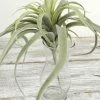 Richland Tillandsia Air Plants Artificial 13x16
