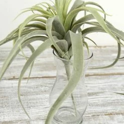 Richland Tillandsia Air Plants Artificial 13x16