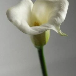 Richland Seasonal Parties Real Touch Calla Lily In White 27"