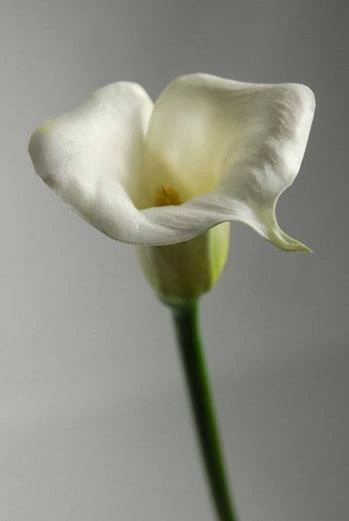 Richland Seasonal Parties Real Touch Calla Lily In White 27" 1 Richland Seasonal Parties Real Touch Calla Lily In White 27"