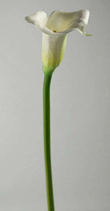 Richland Seasonal Parties Real Touch Calla Lily In White 27" 2 Richland Seasonal Parties Real Touch Calla Lily In White 27"