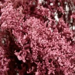 Richland Preserved Dyed Caspia 8 Oz.Rose 18in