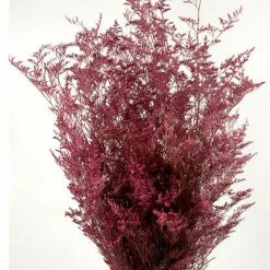 Richland Preserved Dyed Caspia 8 Oz.Rose 18in