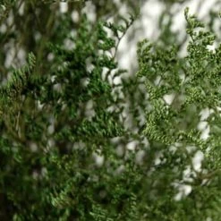 Richland Christmas Preserved Dyed Caspia 8oz Olive Green